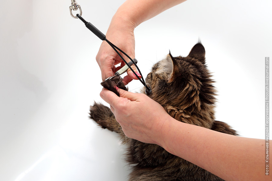 Также перед купанием кошек делается маникюр и педикюр при помощи специальных ножниц или кусачек