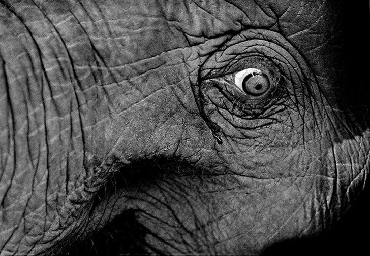 1. Слеза бежит из глаза слона, которого три дня продержали в деревянном станке на тайско-бирманской 