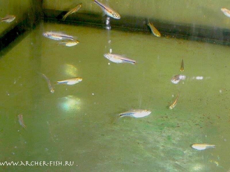 Aquarium Glaser, апрель 0_10d85f_b136954f_XL.jpeg