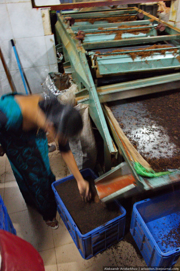 Шри-Ланка: Чайная фабрика
