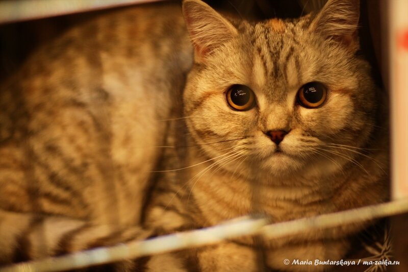 Выставка кошек, Саратов, ДК 'Тантал', 26 октября 2013 года