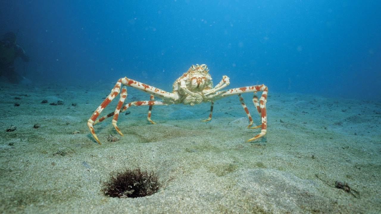 Japanese Spider Crab (Macrocheira kaempferi) on ocean floor, Japan