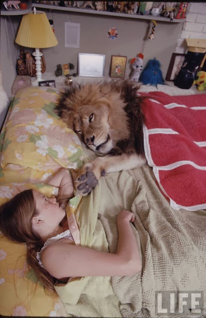Жизнь со львом