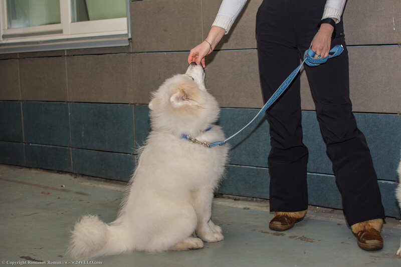 Выставка собак в МВДЦ Сибирь