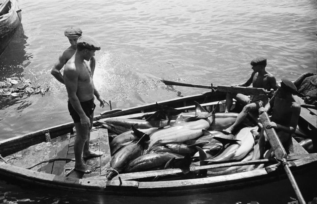 Ловля дельфинов в Туапсе в 1947 году