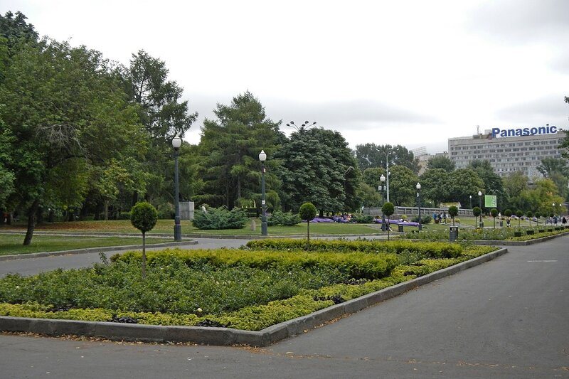 Аллея с подстриженными шарами деревьями в парке им. Горького