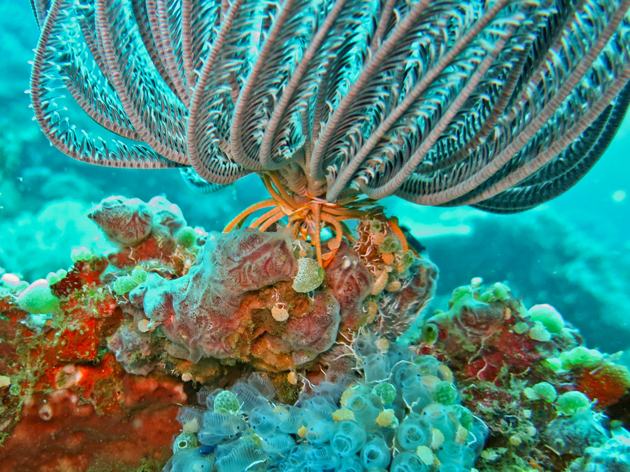 Самые удивительные коралловые рифы