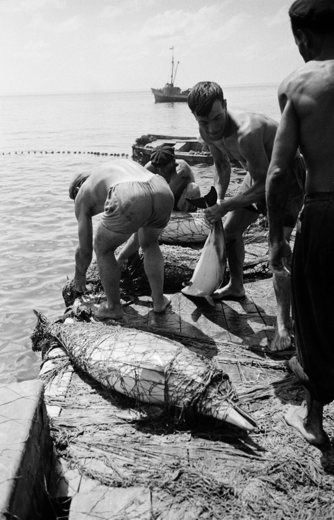 Ловля дельфинов в Туапсе в 1947 году