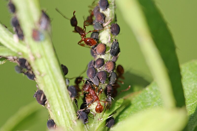 муравьи пасут стадо тли на стебле сорняка