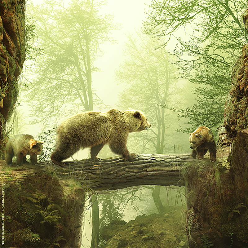 bears_by_forestgirl-d38or9r.jpg