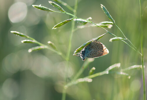 Голубянка Аманда (Polyommatus amandus) Автор: Владимир Брюхов