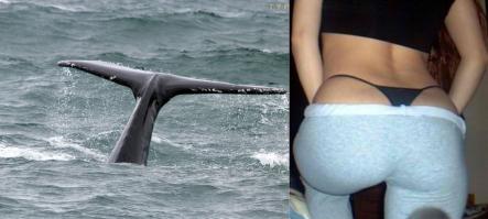 High cut bikini bottom whale tail