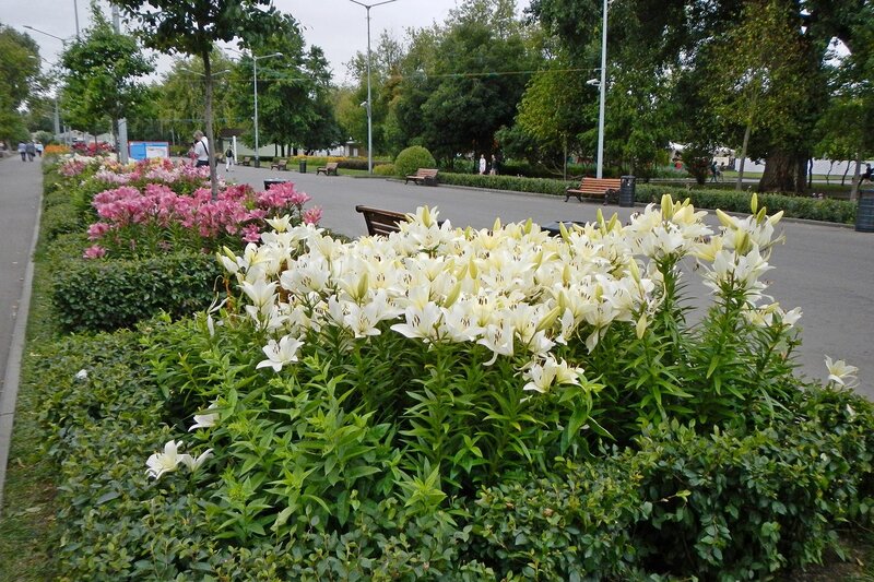 лилии на клумбах вдоль центральной аллеи в парке им. Горького