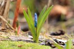 Пролеска сибирская (лат. Scilla siberica) - первые весенние синие цветы проклюнулись сквозь прошлогоднюю листву