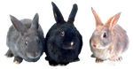 Зайцы, кролики
