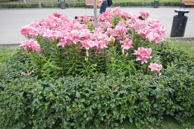 Розовые лилии вокру столба освещения центрально аллеи в парке им. Горького