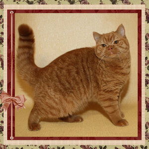 Верджиния d британская короткошерстная кошка красного окраса