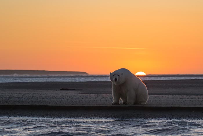 Фотограф приехала на Аляску, чтобы пофотографировать белых медведей, но не нашла там снега