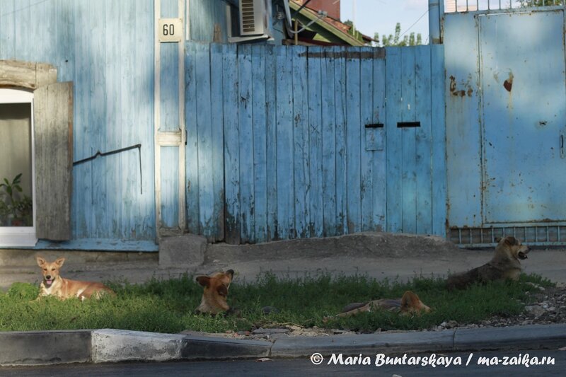 Классный пёс, Саратов, ул.Комсомольская, 24 августа 2013 года