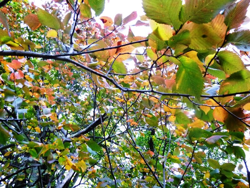 Осенний вальс рыжей бестии - осени - фото 3
