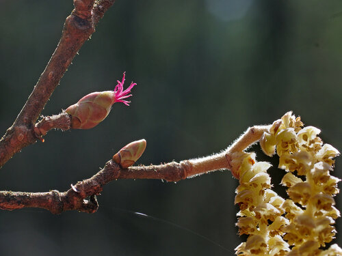 Мужские сережки лещины (тычинки) и женкие цветки в апреле Автор фото: Юрий Семенов