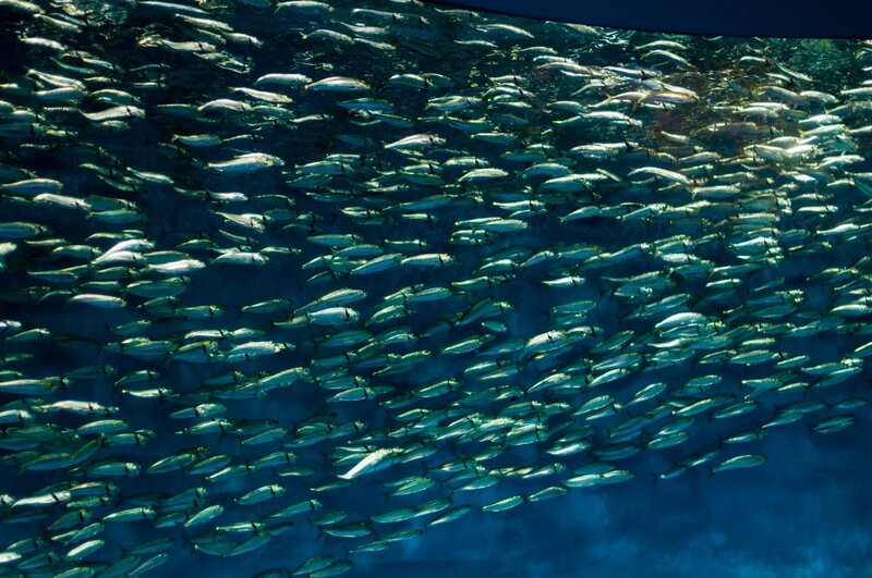 monterey bay aquarium: sardines