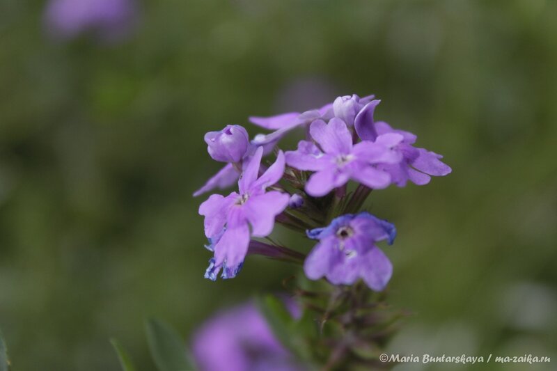 Неизвестные цветочки, Саратов, 28 июля 2013 года