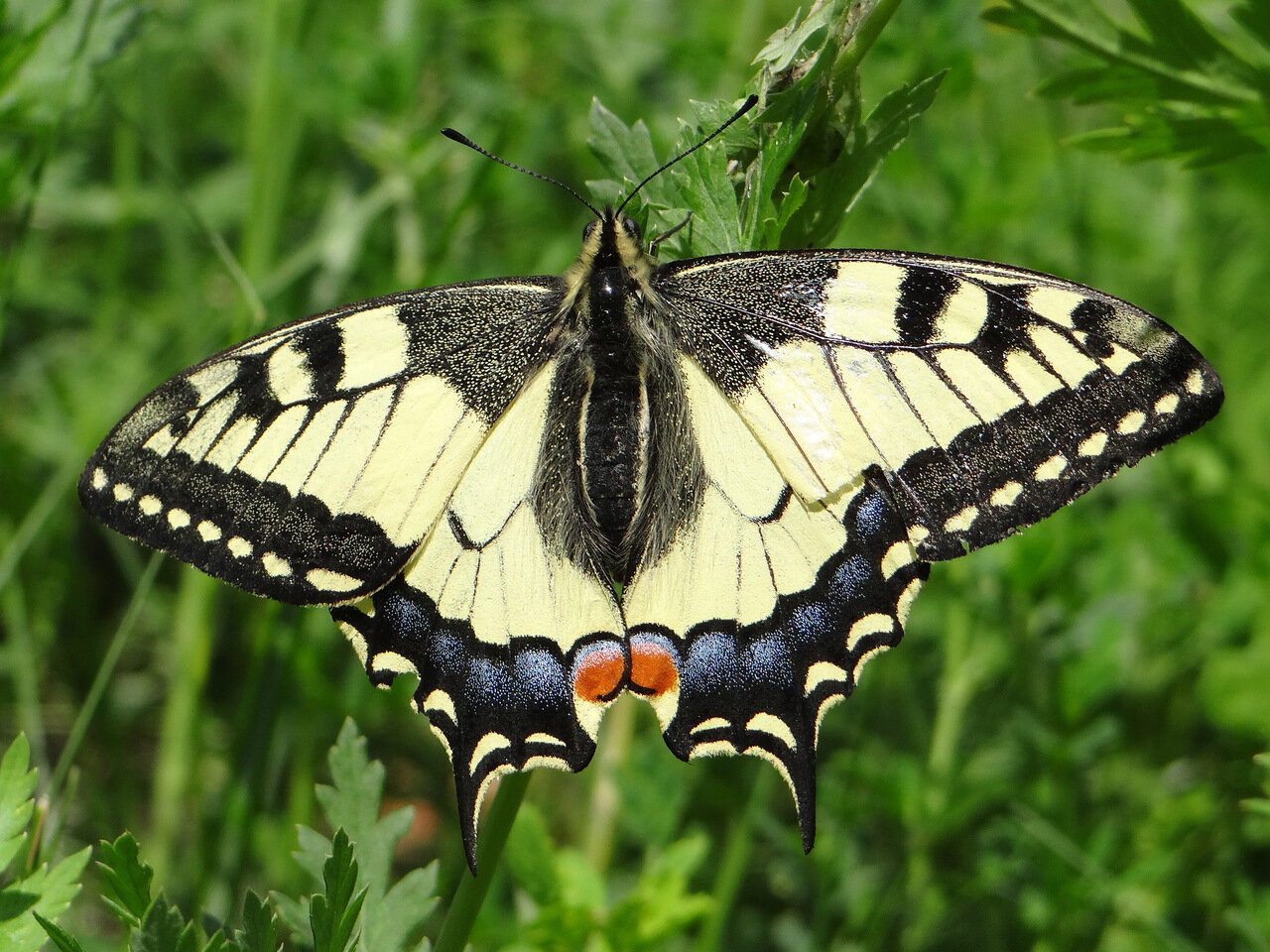 Махаон (Papilio machaon) Автор фото: Привалова Марина