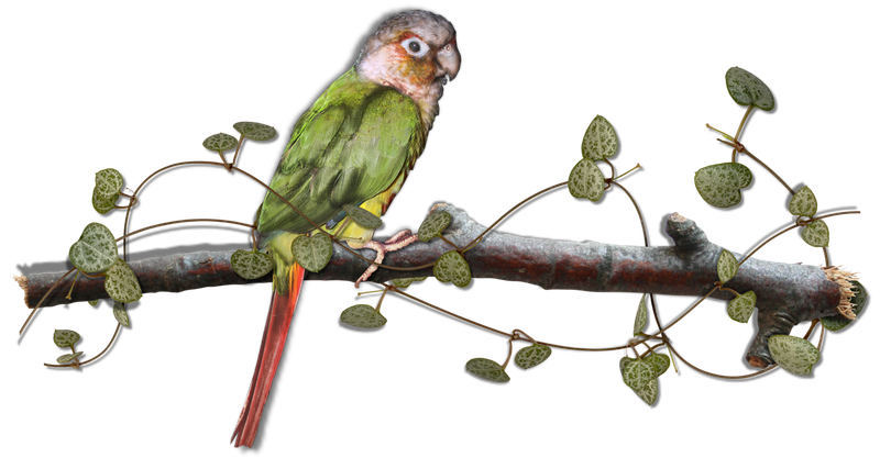mzimm_call_of_the_jungle_bird_on_branch_shadow.png