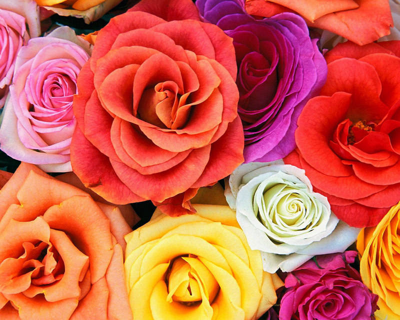 Разноцветные розы на радость