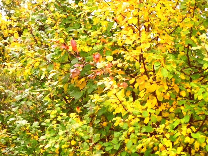 Осенний вальс рыжей бестии - осени - фото 6