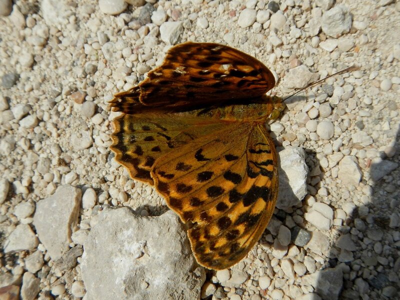 Бабочка, возможно перламутровка (Argynnis)