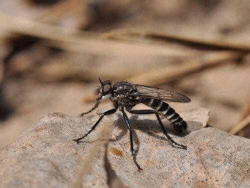 Ктырь Lasiopogon cf. cinctus (Asilidae), male. Автор: Владимир Брюхов