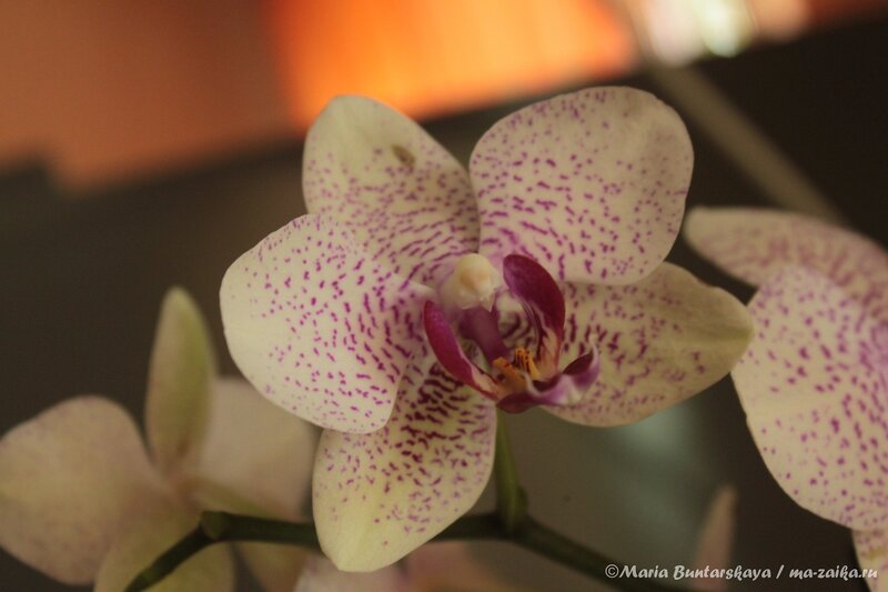 Орхидея, Саратов, 18 июня 2013 года
