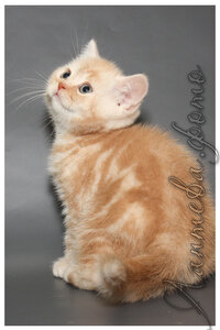 красный серебристый мраморный британский короткошерстный кот