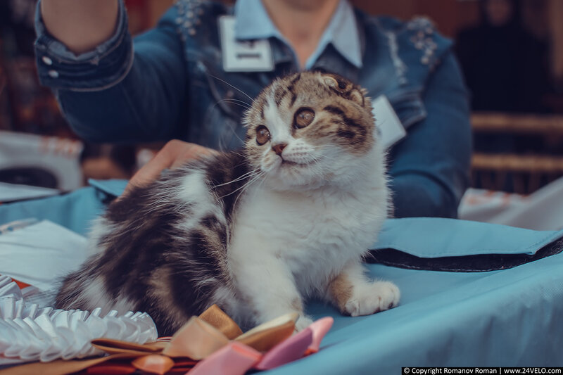 Выставка кошек в ТРЦ Июнь