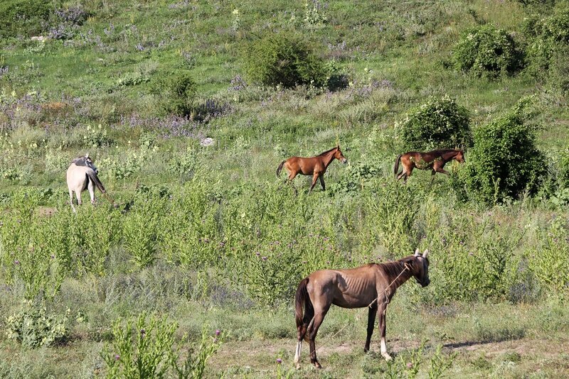 Лошади, кони и жеребята в пещерном городе Эски-Кермен, Крым IMG_5845.JPG