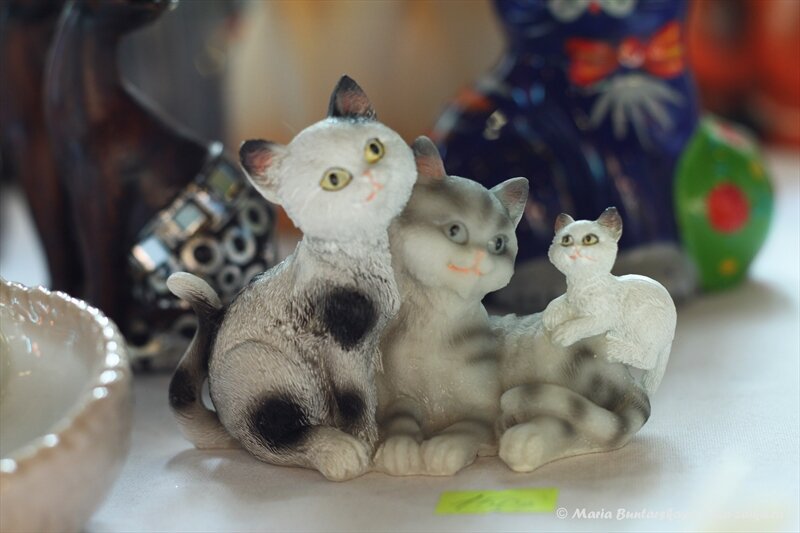 Выставка кошек, Саратов, ДК 'Тантал', 26 октября 2013 года
