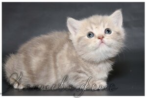 лиловая мраморная британская короткошерстная кошка