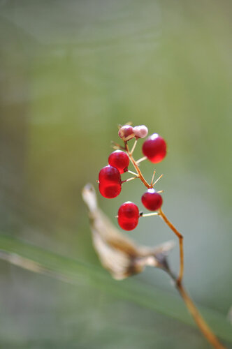 Майник двулистный (Maianthemum bifolium) Автор фото: Владимир Брюхов