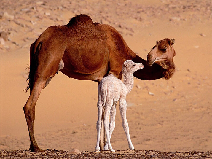 материнская любовь и забота в животном мире