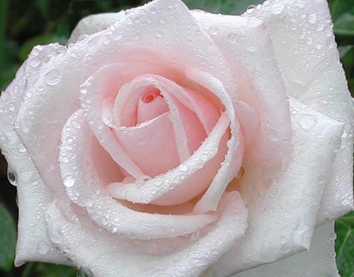 Роза белая в карлях росы