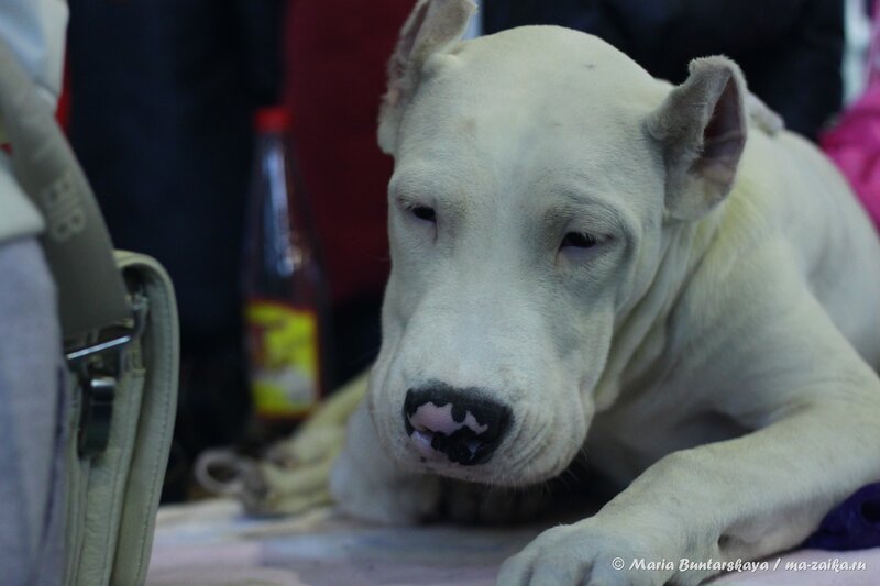 Интернациональная выставка собак 'CACIB 2013', Саратов, 23 ноября 2013 года