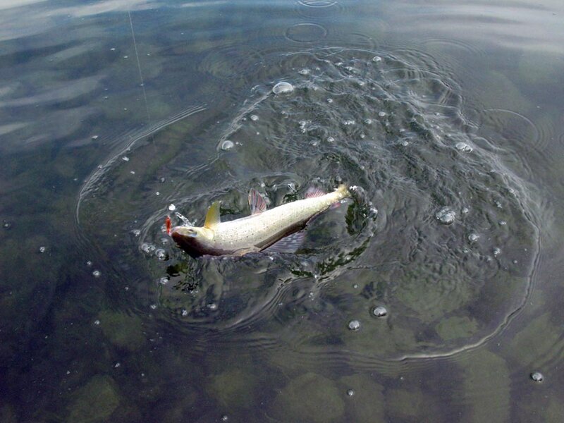 Рыбалка на хариуса превращается в охоту на воде (12.09.2013)