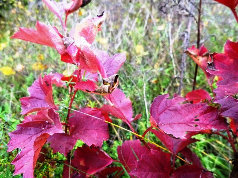 Осенний вальс рыжей бестии - осени - фото 4