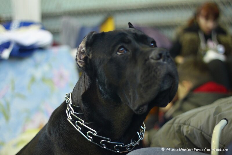 Интернациональная выставка собак 'CACIB 2013', Саратов, 23 ноября 2013 года