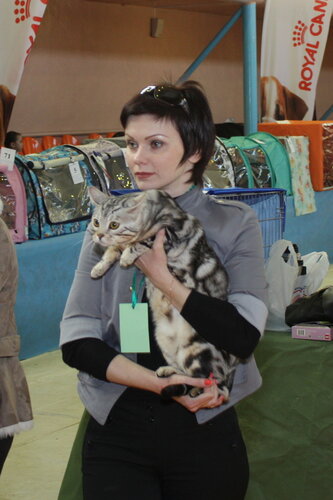 Международная выставка кошек "Удивительные кошки", 5-6 октября 2013, г. Сургут, ХМАО 0_ddb1d_56914c3_L