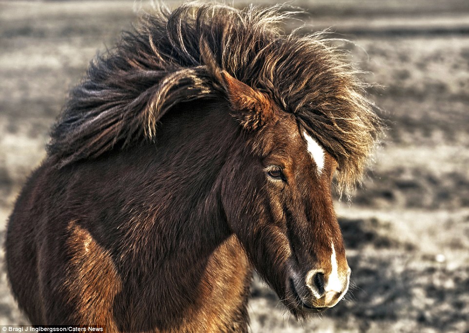 Дикие лошади в игривом настроении на просторах Исландии