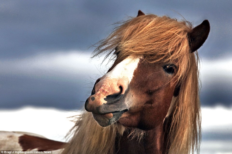 Дикие лошади в игривом настроении на просторах Исландии