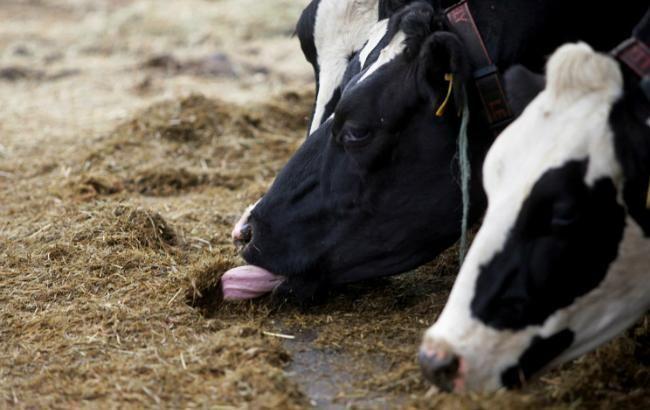 Объемы производства молока в Украинском государстве продолжают сокращаться